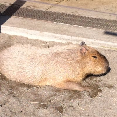 FlatWest's profile picture. 広く浅い趣味アカです。ラジオ大好き、ほとんど録音ですが。