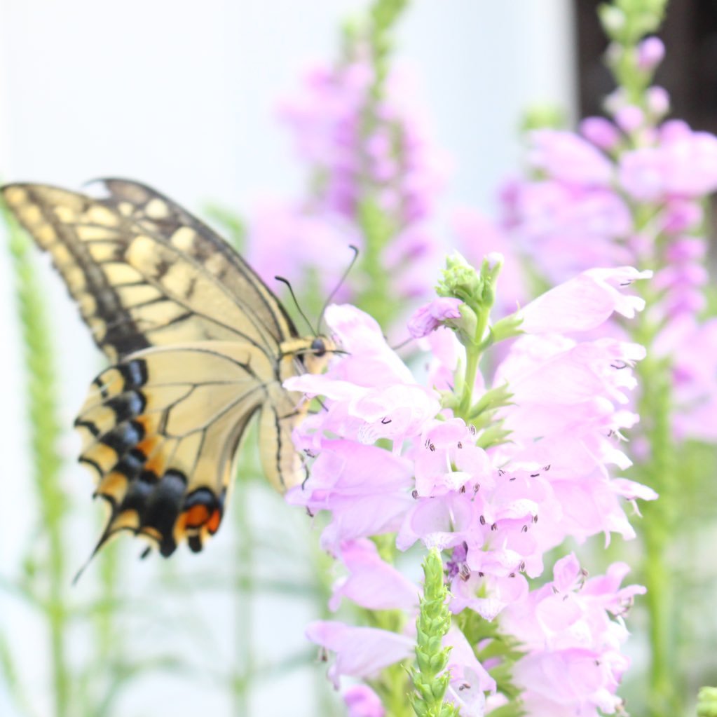 sappm0825's profile picture. 呟きを聞いてほしいだけ