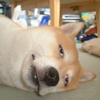 よっしー (@yossy2010) 's Twitter Profile
