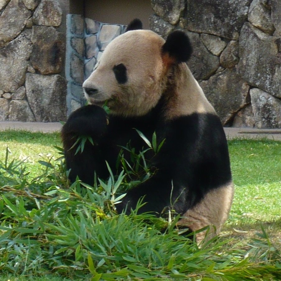 TBSラジオ（Session・プレ金ナイト・セイジドウラクとか）、動物園（特にパンダ）なんかのツイートが多くなりがち。スタレビ専用垢は@kimidori_SDR