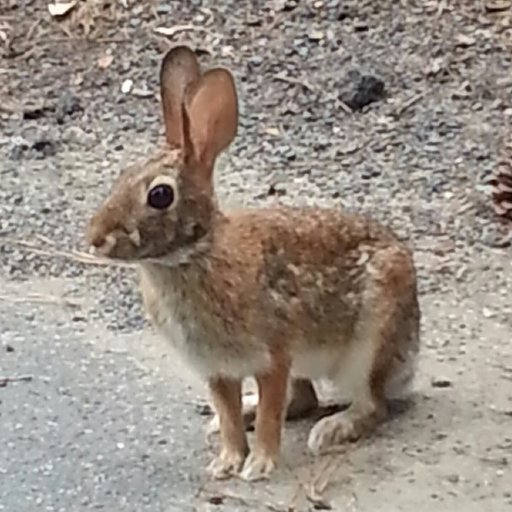 murphthekat's profile picture. 