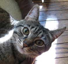 MargaretGates's profile picture. Founder & director of the Feline Nutrition Foundation, a non-profit which advocates for bio-appropriate feeding for felines.