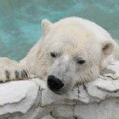 natsu_sirokuma's profile picture. 40代のしがないサラリーマン。不惑には程遠く迷いっぱなし。はてなブログで売れない雑記ブログ書いてます。