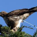 Dan Cardiff - @dancard - Twitter