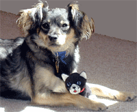 LangQuest's profile picture. Language Quest specializes in foreign language learning materials.