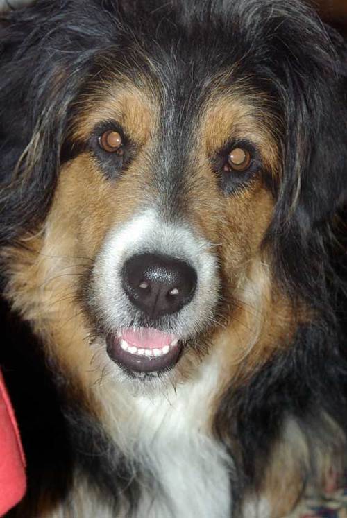 Ich war ein Rassenhund. Genauer ein Zwei-Rassenhund. Und ich liebte das Leben. Posten darf ich weiter, oder?