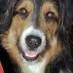 HerrHund (@herrhund) Twitter profile photo HerrHund (@herrhund) Twitter profile photo