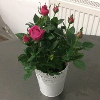 KUL (@byzsyh19003) Twitter profile photo