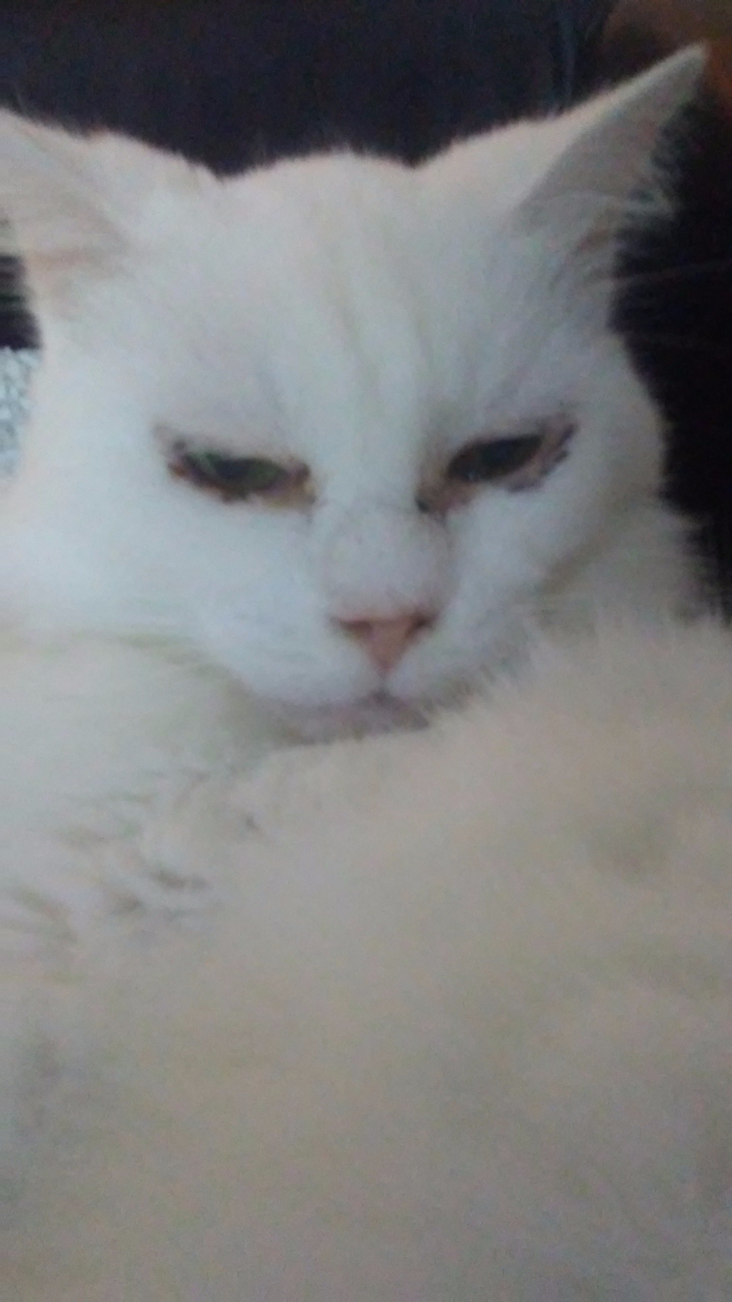 I like catsand coputers and games and games and games and games and games and cats.... Wait. Boots and cats booots and cats