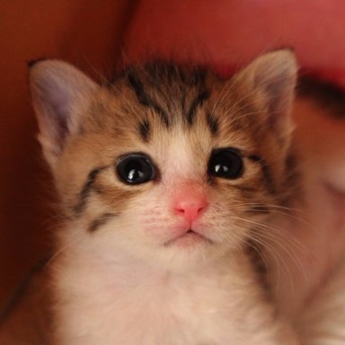 厳選 かわい過ぎる猫動画 O2p2wcedulddwa7 Twitter