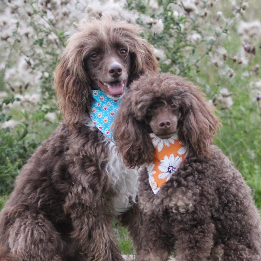 AdvOfDoodles's profile picture. Blogging the life and loves of a Dood and his friends. With Colin, 3 years old, 75% poodle 25% border collie and Rhapsody, 7 years old, phantom mini poodle