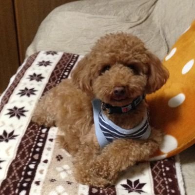 HRMUEa3CvbVkOUD's profile picture. ただの音楽ずきです ´ω` )/ 
KLapislazuriのサブ垢です