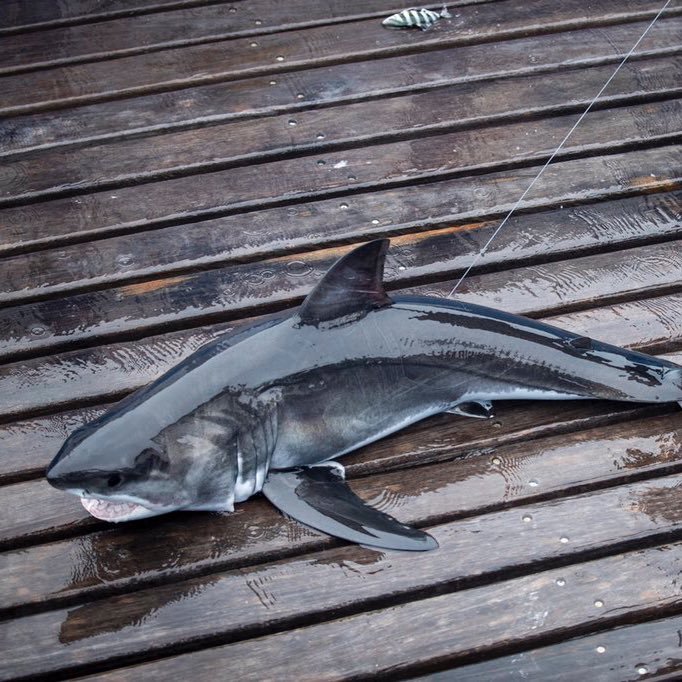 Baby white shark tagged off Montauk, NY in August 2017 by @OCEARCH.  Named after @Brunswick1902. #Kickplastic #expeditionNY