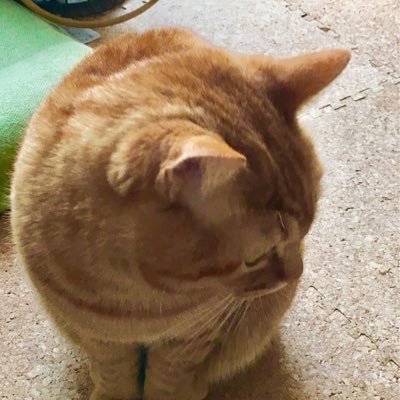 キスケさんのプロフィール画像