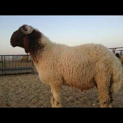 المملكة العربية السعودية الدين الأخبار العالم العربي التكنولوجيا السياسة