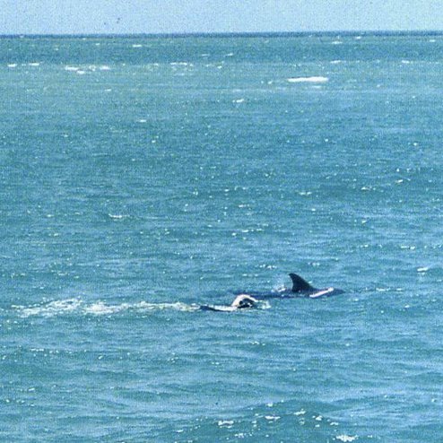 No DM (Direct Message)! i'll block you.
SAVE UKRAINE
Save the OCEAN
Animal defender. Abuse has to end. Against animal captivity.