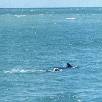 Free dolphins - Save the whales- Save the Ocean (@milcavsd) 's Twitter Profile