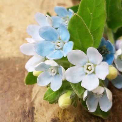 逗子ぎんざ通りの中央に位置する、創業70年の花屋です。お買い求めの際の説明と、その後のフォローを丁寧に、を目指しております。月~土9:00-18:00・日10:00-18:00★9月7日(日)は定休日のため休業いたします。