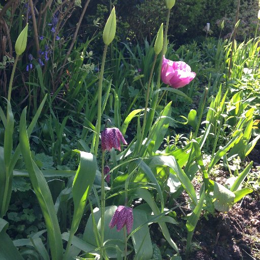 Amateur gardener, eight years in a new garden, still tweaking it and bringing the old vegetable patch back into production.