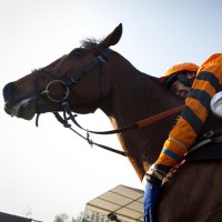 National Hunt Tips (@tipsforjumps) 's Twitter Profile