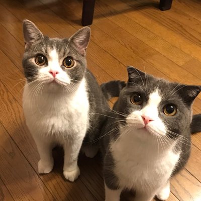 りべしゅぴのプロフィール写真