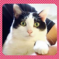 でん。 (@dengloriosa) Twitter profile photo