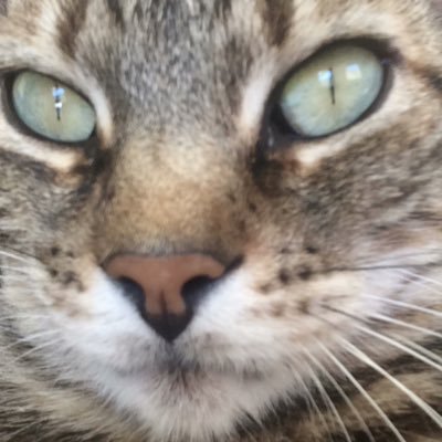 larissanbarbosa's profile picture. be yourself, everyone else is taken