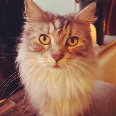 laura_lef's profile picture. 