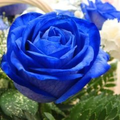 Blue rose【低浮上🙇】さんのプロフィール画像