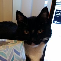 AnxietyBat (@kerplunkerton) 's Twitter Profile