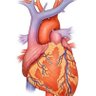 s_cardioanika's profile picture. 