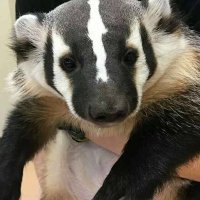 Rabbit-of-Caerbannog (@badgerwesd) 's Twitter Profile