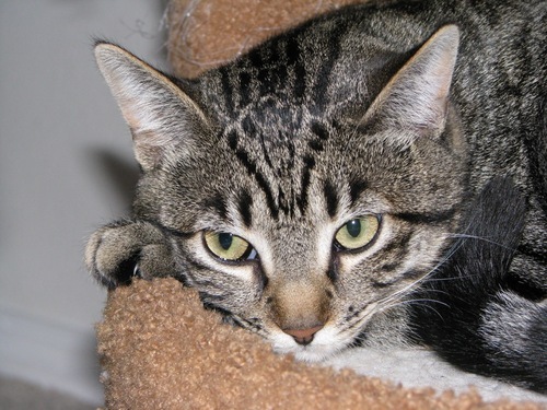 I am a grey haired tabby cat.  I live with two other cats (plus an obnoxious kitten!), and I care for two humans.  Sometimes I like to play on the internet