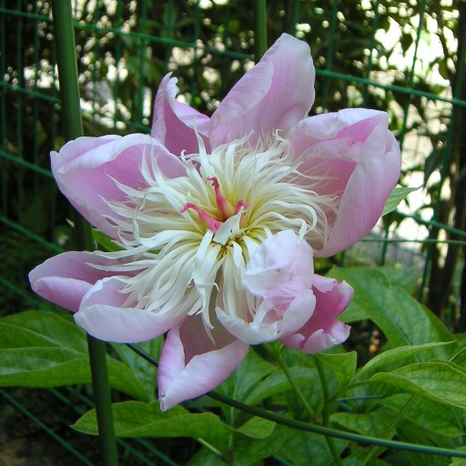 zo3zo3zo3's profile picture. 僕は　将来に向かって　 歩くことは できません。   将来に向かって つまづくことはできます。　　一番うまくできるのは　 倒れたままで いることです。 　         　 　カフカ