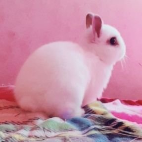 영어이름:Marshmallow/한글이름:몰랑이 DOB 2017.03.12 ♀🐰🐇 계정주는 몰랑이 보호자로 부르시면됩니다🤓