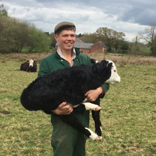 New Forest Young Commoner, first time farmer starting from scratch. Producing quality sustainable New Forest Beef in the traditional way. Forest Bred,Forest Fed