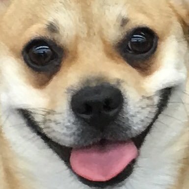 azkichanchan_w's profile picture. ワンコと日常を呟いてたけど、最近は政治関係のポスト多めになってる💦フォロワーさん達はワンコみたさにフォローしてくれてるのに、すみません🙇‍♀️早く真っ当な国になります様に🙏