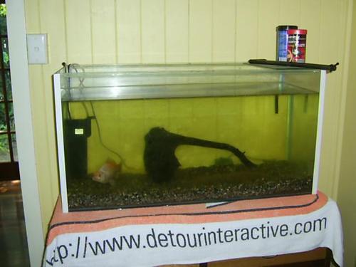 radforms's profile picture. Article Writer