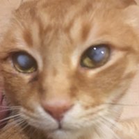 deniz kara (@denizepsa) 's Twitter Profile Photo