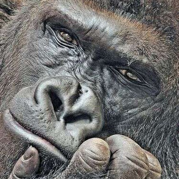 Gorillaさんのプロフィール画像