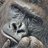 Gorillaのアイコン