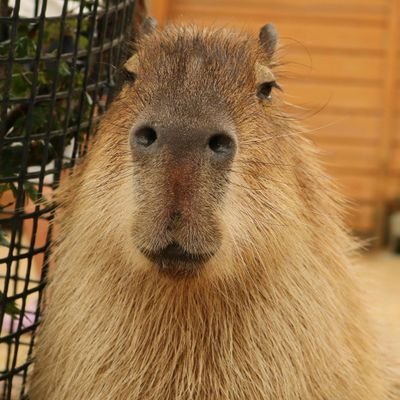 capybara_kymc Profile Picture