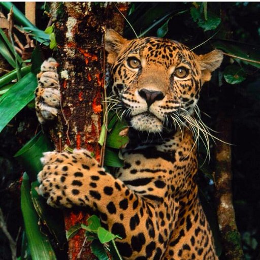 gaffar4all's profile picture. 