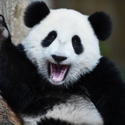 pandastrong123's profile picture. I like pandas