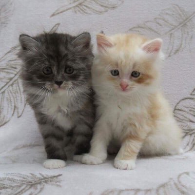 Dirk_Hivar's profile picture. Siberian cats 😃🐱