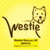 Westie Rescue UK (WRUK) (@westierescueuk) Twitter profile photo Westie Rescue UK (WRUK) (@westierescueuk) Twitter profile photo