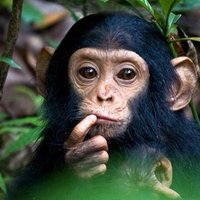 Amused Chimp ๐บ๐ธ (@amusechimp) 's Twitter Profile