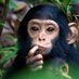 Amused Chimp 🇺🇸 (@amusechimp) Twitter profile photo Amused Chimp 🇺🇸 (@amusechimp) Twitter profile photo