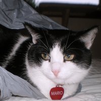 @mariodacat Lvs Enid (@mariodacat) 's Twitter Profile