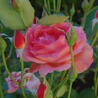 Rose Utforsker (@roseutforsker) 's Twitter Profile